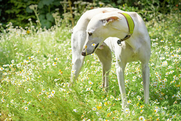 Fototapeta premium Galgo Espanol im Garten