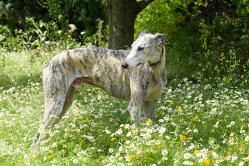 Fototapeta premium Stehender Galgo Espanol 
