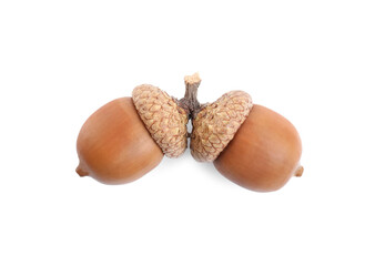 Two beautiful brown acorns on white background © New Africa