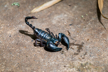 selective focus large black scorpion on the ground in front of the house during the rainy season Poisonous insects during the rainy season. Warning concept. danger from poisonous animals