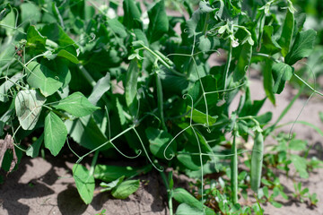 The green peas in the vegetable garden. Unripe green pea. growing vegetables in dry weather. Weak plants in garden.