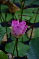 Beautiful blooming lotus flower in the pond   