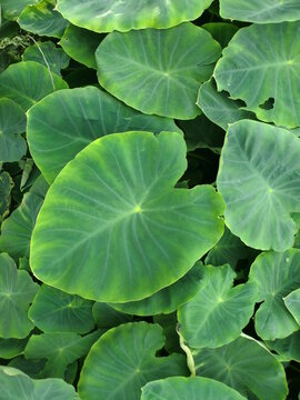 6 951 Best Taro Plant Images Stock Photos Vectors Adobe Stock