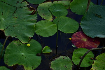 Beautiful blooming lotus flower in the pond