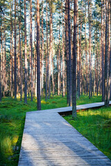 wooden pathway in peat bog nature reserve in Nowy Targ, Poland
