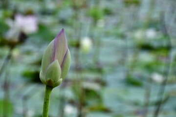 Beautiful blooming lotus flower in the pond