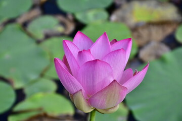 Fototapeta premium Beautiful blooming lotus flower in the pond 