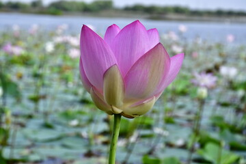 Beautiful blooming lotus flower in the pond   