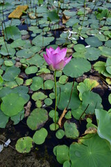 Beautiful blooming lotus flower in the pond   