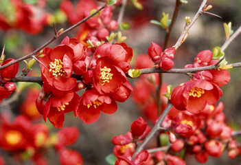 Cognassier du Japon, Chaenomeles speciosa