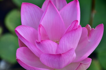 Beautiful blooming lotus flower in the pond   