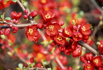 Cognassier du Japon, Chaenomeles speciosa