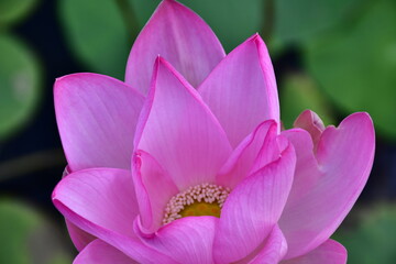 Beautiful blooming lotus flower in the pond   