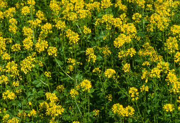 Colza, Brassica napus