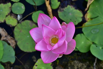 Beautiful blooming lotus flower in the pond   