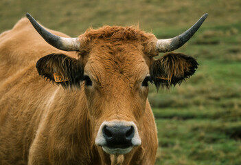 Vache, race Aubrac