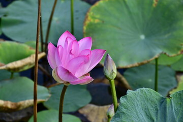 Beautiful blooming lotus flower in the pond   
