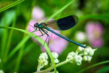 a dragonfly on a plant - Powered by Adobe