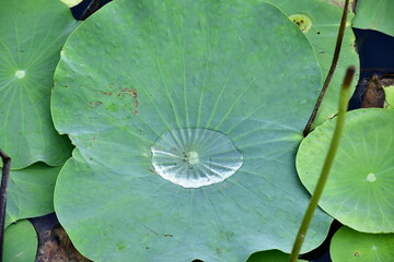 Beautiful blooming lotus flower in the pond