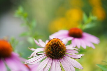 Pink herbal flower heads in cottage garden at sunny day. Purpurea echinacea with blurred background.