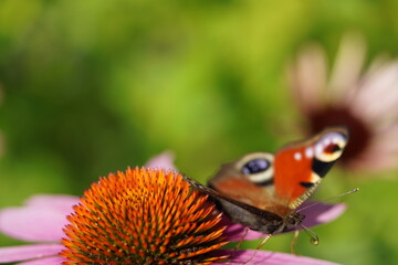 peacock butterfly moving from pink flower echinacea on bright sunny day in rural garden.