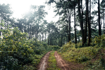 Fototapeta na wymiar Summer forest and the road into the forest