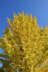 blue sky and yellow leaves of ginkgo