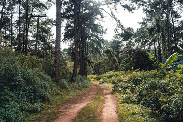 Fototapeta na wymiar Summer forest and the road into the forest