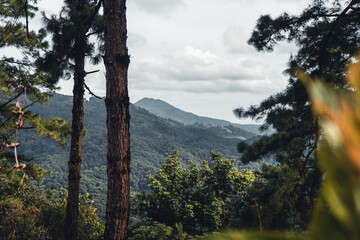Summer forest and the road into the forest