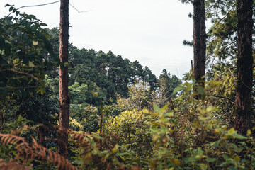 Summer forest and the road into the forest