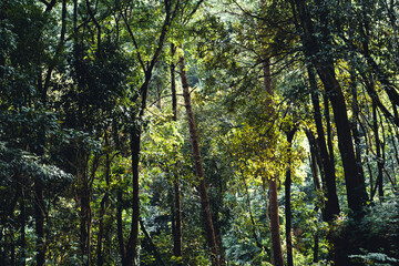 Summer forest and the road into the forest