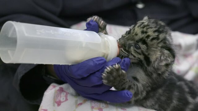 Hungry baby clouded leopard sucking milk from a baby bottle.