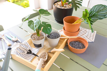 Planning your herb garden, potted flowers and plants on outdoor table of home patio.