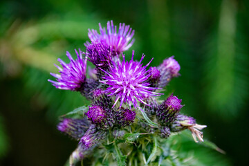 Closeup of a Thistle flower.