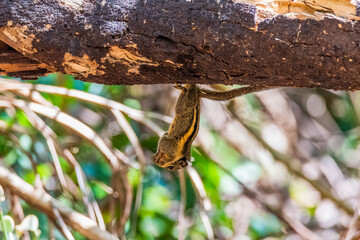 cute little Burmese/Himalayan Striped Squirrel (Tamiops mcclellandii) on the end of a branch