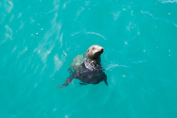 Fototapeta premium Sea Lion Floating in Turquoise Water in Santa Monica, California