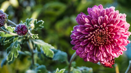 Photo, image of chrysanthemum flowers after the first frost. pink chrysanthemum flowers in hoarfrost in an early sunny clear morning