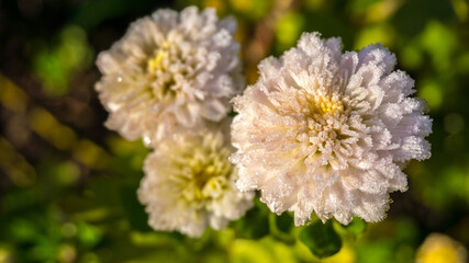 Photo, image of chrysanthemum flowers after the first frost. Delicate pink chrysanthemum flowers in hoarfrost in an early sunny clear morning
