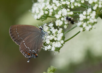 Ilex Hairstreak Butterfly