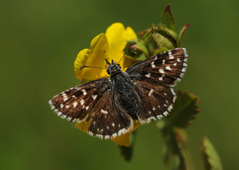 Grizzled Skipper