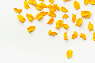 Yellow petals on a white background. Background with yellow petals. Colored background. 
