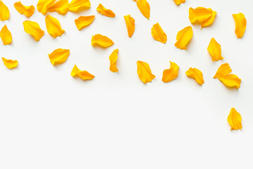 Yellow petals on a white background. Background with yellow petals. Colored background. 