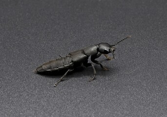 The devils coach-horse beetle, Ocypus olens, a species of beetle belonging to the family of the rove beetles, Staphylinidae, black background