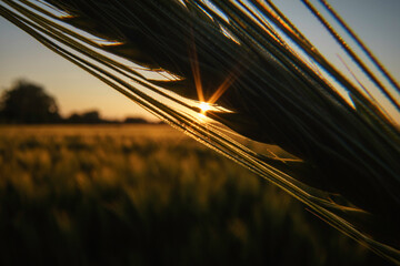 Sunset over wheat field 