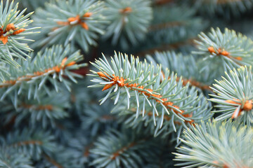 Naklejka na ściany i meble Branches of Blue or prickly spruce close up outdoors.