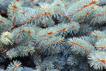Branches of Blue or prickly spruce close up outdoors.