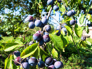 ripe plum fruits on branch close up in home garden