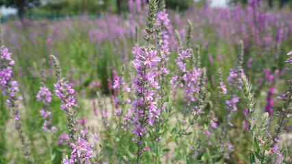 sunny day beautiful flowers