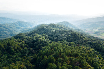 Mountains and summer green forests