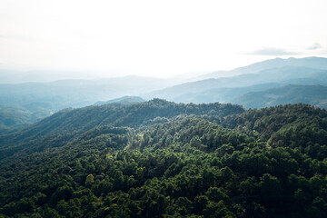 Mountains and summer green forests
